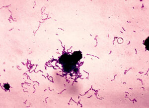 Bacteria Streptococcus mutans